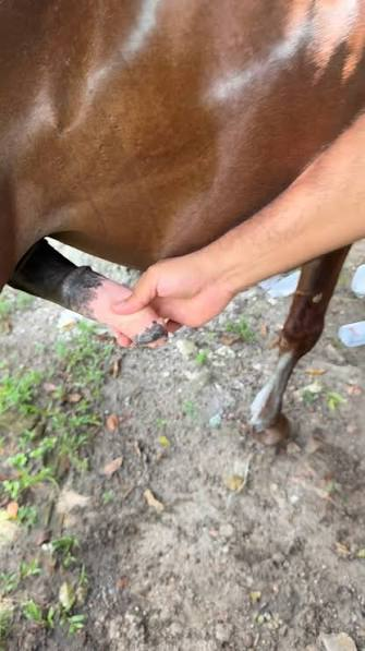 Horse hoof source image
